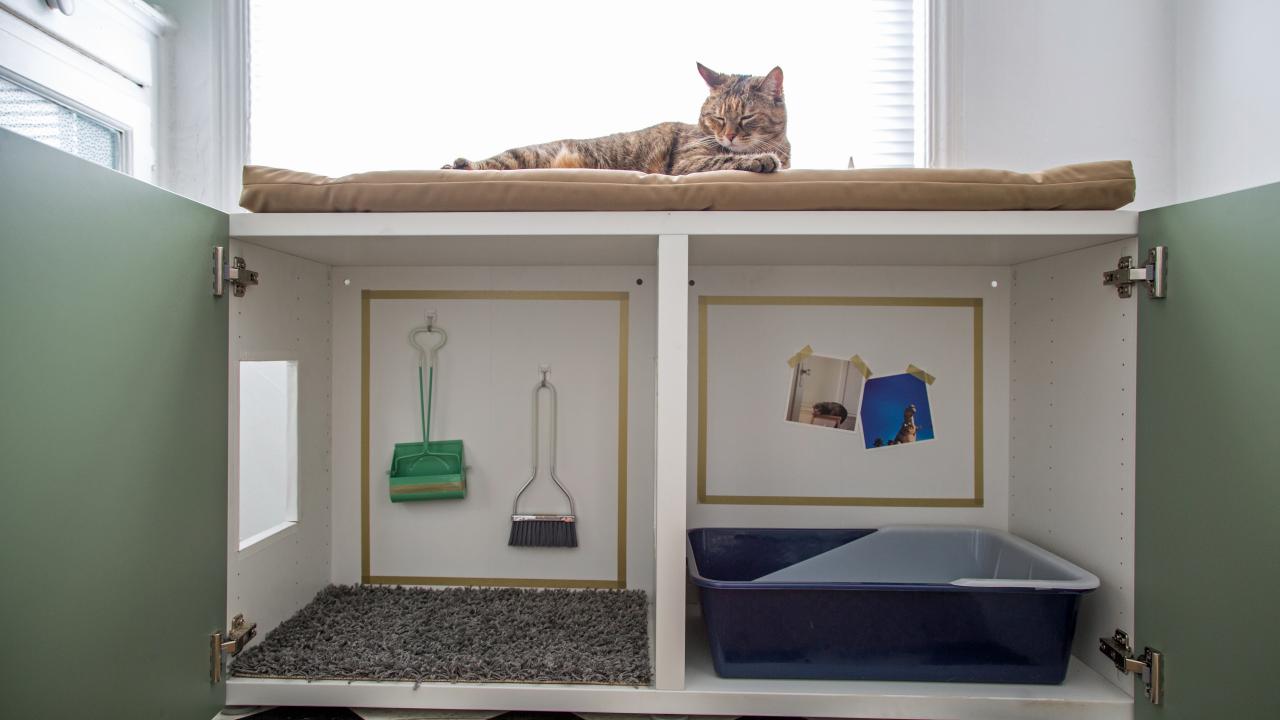 Litter box clearance in the kitchen